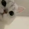 MollyCharles - @qmonaaxl48l - TikTok