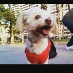 Molly_sweetdog🐩 - @mollydiazcisneros - Instagram