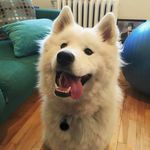 Molly - @molly_the_cloud - Instagram