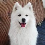 Molly - @white_cloud_molly - Instagram
