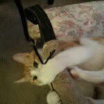 Molly Coen - @unikitty_loves_5sos - Instagram