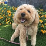 Molly - @mollycoen_ - Instagram