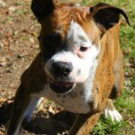 Molly Cope - @molly_the_boxer1 - Instagram