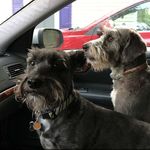 Molly & Louie Copeland - @life_of_two_bearded_puppers - Instagram