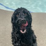 Molly Copeland - @molly_and_birdie_dadoodles - Instagram