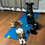 Molly and Cornelius - @molly.and.corndog - Instagram