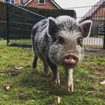 Molly Cornelius Heideman - @mollyheideman - Instagram