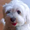 Molly bau bau - @mollycottoncandy - TikTok