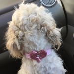 Molly Cotton - @molly.cottonpuppy - Instagram