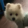 Molly Cottonball - @mollycottonball - TikTok