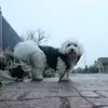 Molly_Cottondetulear - @molly_the_cotton - TikTok