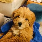 Molly, #Cottonpoo: Coton de Tulear + MiniPoodle - @itsmemollycotton - Instagram
