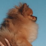 Molly de Leon - @molly._.thepom - Instagram