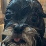 molly deleon - @mollythecutedog1 - Instagram
