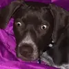 : / - @molly.the.mutt13 - TikTok