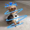 Molly the jumper👑 - @molly_the_mutt123 - TikTok