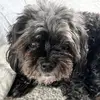 Molly The Mutt - @mollythemutt1 - TikTok