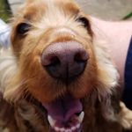Molly Devlin - @goldencockerrocker - Instagram