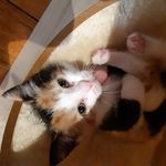 Bridget Maplestone - @mollydibbles - Instagram