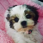 Molly Wolly Ding Dong - @moochie_poopoo - Instagram