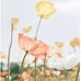 Molly Dutton - Facebook