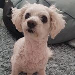@molly_dutton_the_bichon - Instagram