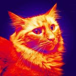 Molly DuVall - @mollyseescats - Instagram