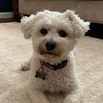 molly egan - @mollythedogegan - Instagram