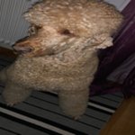 Molly Eklund - @mollyeklund98 - Instagram