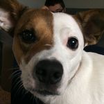 Molly Eldridge - @molly_duh_pup_ - Instagram