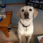 Molly farris (dog) - @farrisjoey7 - Instagram