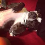 Molly May Field - @thatdogmolly - Instagram