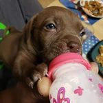 Molly Floyd - @mollytheuniquedog - Instagram