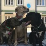Molly Floyd Pacquiao - @patoteros - Instagram