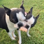 𝑀𝑜𝓁𝓁𝓎 + тнe Boѕтoɴѕ 🐾 - @mollyfostersbostons - Instagram