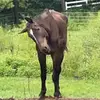 Molly Foster - @mollyfoster481 - TikTok