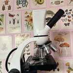 Molly Foster - @microscopeswithmolly - Instagram
