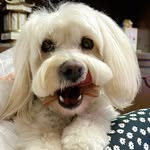 Molly Garza Maltes  Bichon - @mollygarza04 - Instagram