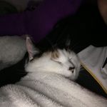 Molly Giles - @skyegiles3455 - Instagram