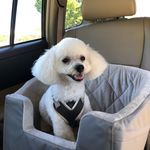 Molly Greco - @louiegthepup - Instagram