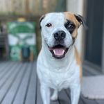 Molly Greco Myers - @finnygmyers - Instagram
