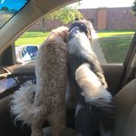 Molly And Teddy Gruber - @those_amazing_dogs - Instagram