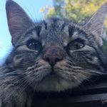 Molly Hammar - @molly_den_katten - Instagram