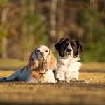 Molly Holbrook - @dottie.and.frank - Instagram