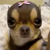 Molly Hope - @mollyhopee - TikTok