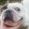 mollyhowell - @amcheeto5 - TikTok