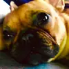 Molly Howson - @mollymouse702 - TikTok
