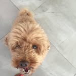 Molly Irwin - @_molly_dog_01 - Instagram