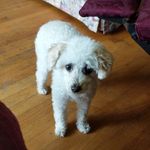 molly Jimenez - @mollypup2011 - Instagram