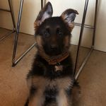 Molly Jimenez - @a_gsd_named_molly - Instagram